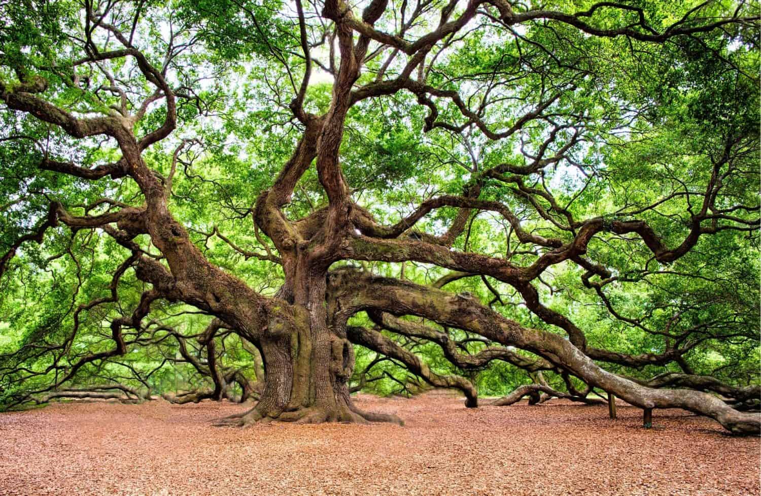 cropped-MaxPixel.freegreatpicture.com-Wall-Art-Angel-Oak-Tree ...