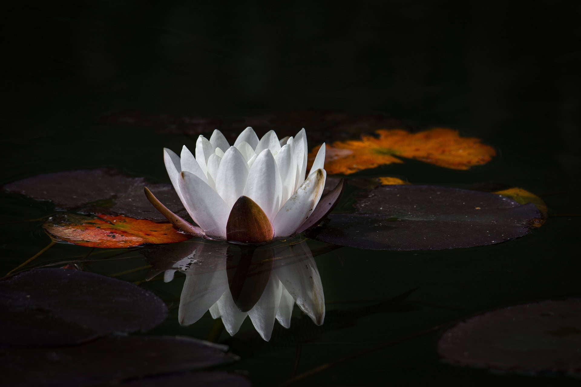 fasting lotus flower on still water